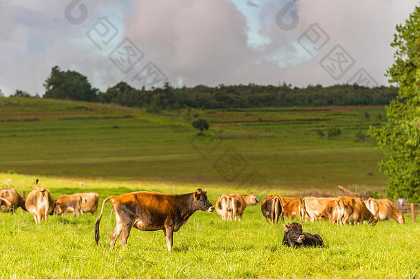 津巴布韦一家<strong>奶</strong>牛场的泽西牛。