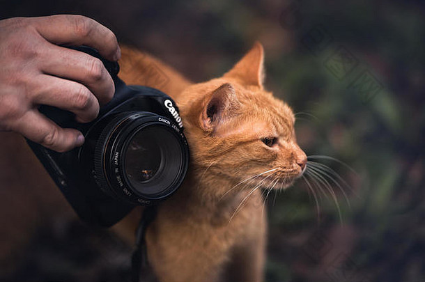 伊尔哈·多梅尔，巴拉那，巴西——2017年6月3日：温顺的小猫在<strong>佳能相机</strong>上摩擦自己。