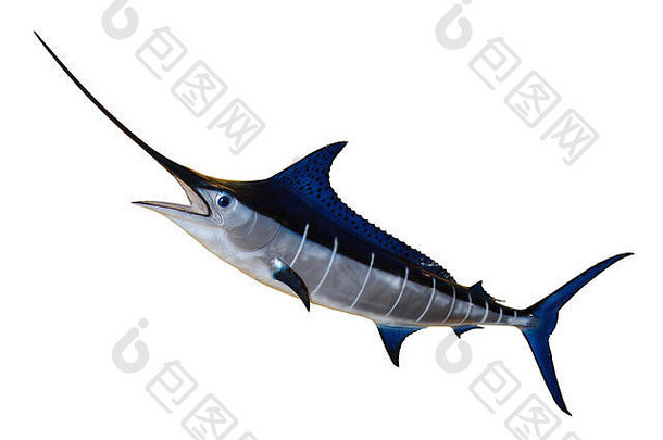 剑鱼-白色背景上隔离的蓝色马林鱼。