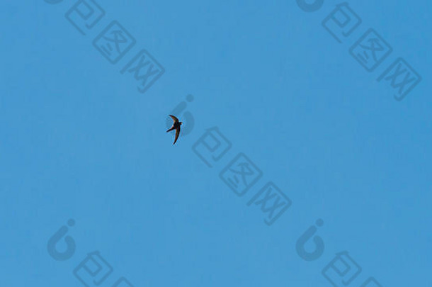 一<strong>张飞</strong>驰在蓝天上寻找昆虫的照片。