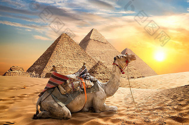 日落时金字塔附近沙漠中的骆驼
