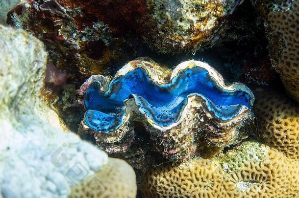 巨大的tridacna盐水蛤珊瑚礁红色的海海洋双壳类蓝色的软体动物大chells令人惊异的水下危险的动物