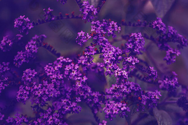 美丽的仙子梦幻般的魔法紫-紫-蓝-树状heliotropium或花园中的heliotropium花朵，背景褪色模糊。黑暗艺术穆迪·弗洛拉