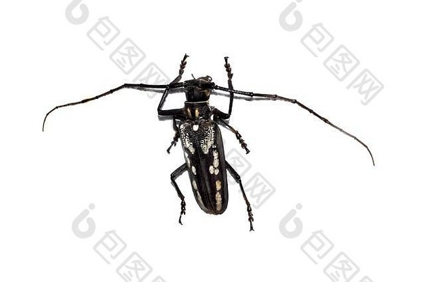 大褐甲虫，白色背景上隔离，巴托西拉