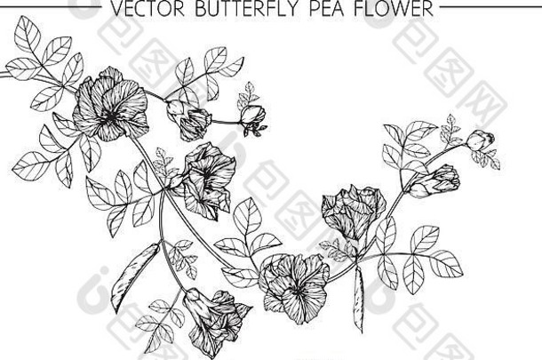 蝴蝶豌豆花插画。黑白线条艺术。