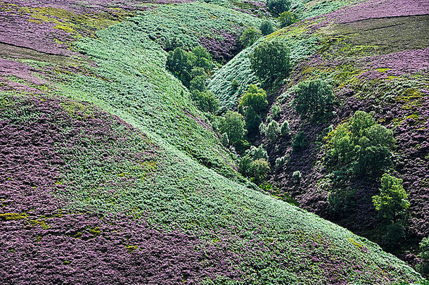 丰富的彩色山坡上紫色的希瑟深绿色欧洲蕨北部山坡上友善童子军峰区