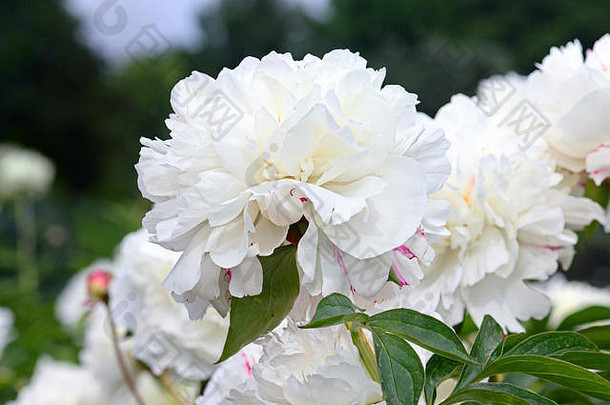 夏天花园里开着娇嫩的白花牡丹。