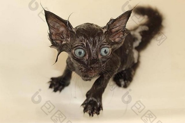 纯黑小猫洗澡时间猫