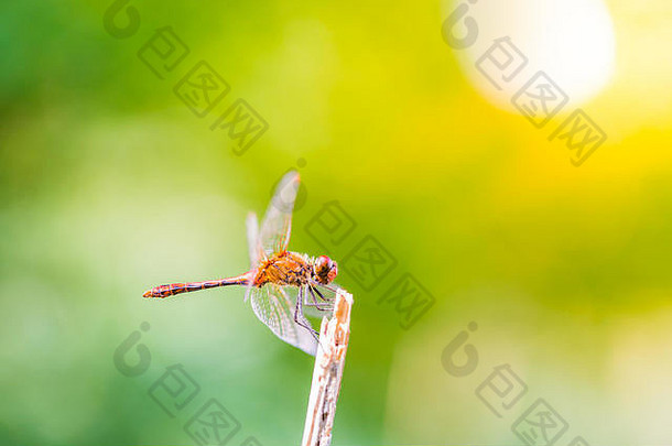 一只美丽的蜻蜓。蜻蜓身上的红眼颜色非常美丽，环境非常温和。自然野生动物，昆虫