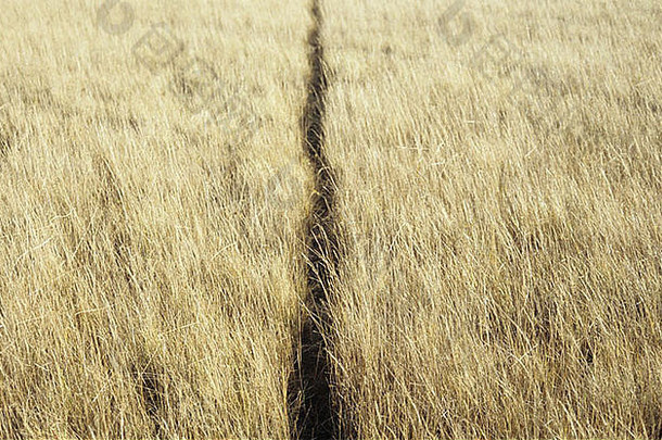 穿过草地、田野或短而干燥的冬草牧场的狭窄小路