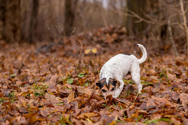 纯种三色杰克罗素梗。可爱的小狗在树、草、石头之间的小路上走着。