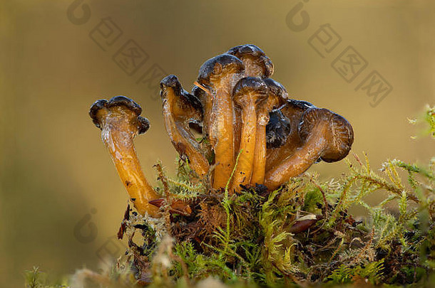 冻在苔藓中的果冻婴儿（Leotia lubrica），Dumfries，苏格兰西南部