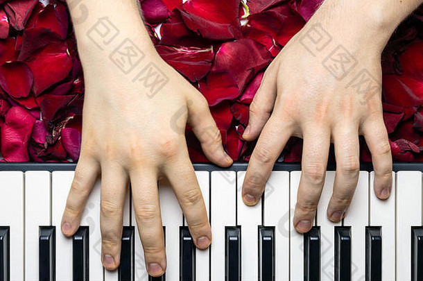 钢琴家手红色的玫瑰花花瓣玩浪漫的小夜曲情人节一天浪漫的概念计划键前视图经典音乐去