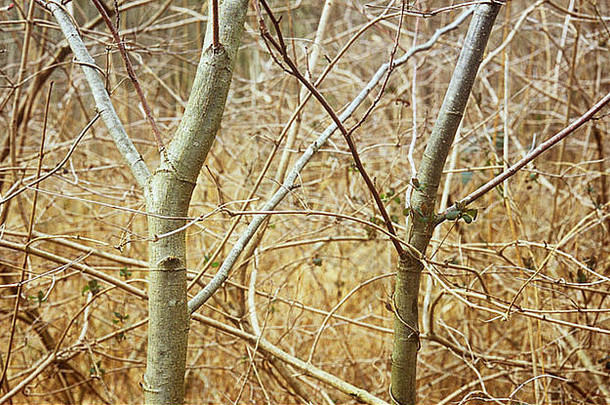 细节冬天林地灌木丛年轻的常见的年龄树吞没了纠结茎guelder玫瑰忍冬属植物
