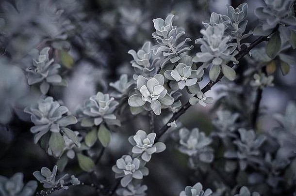 冷植物