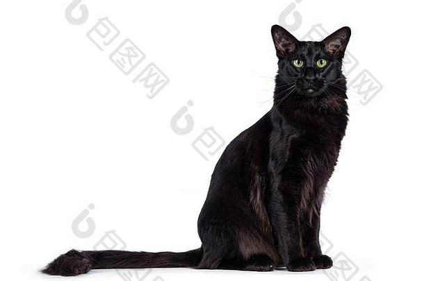 美丽的年轻成年纯黑巴厘岛猫/东方长毛猫，侧坐。用迷人的绿眼睛看着相机。拉长尾巴的贝希