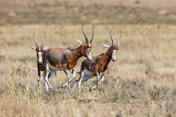 一群在南部非洲大草原上奔跑的白鼬