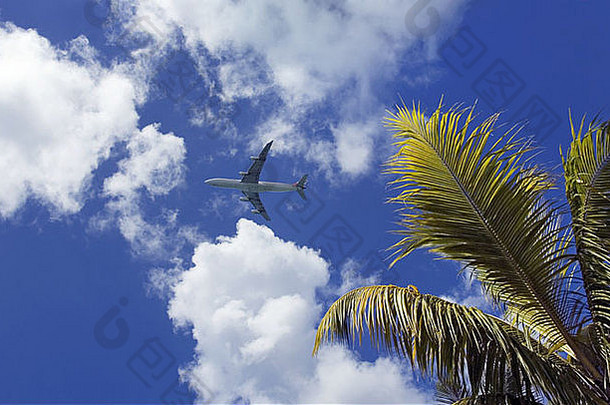 飞越棕榈树上空的客机
