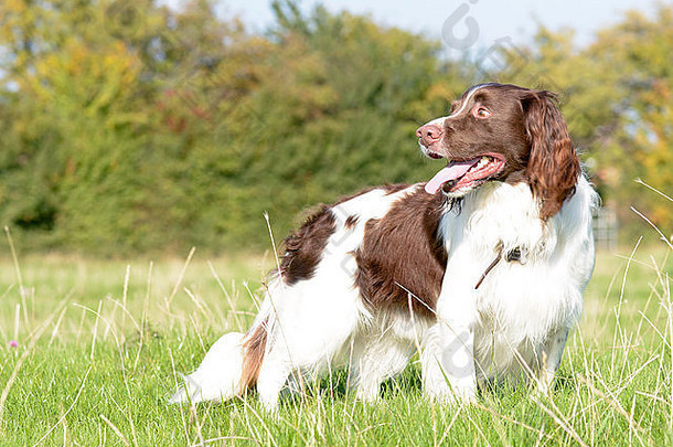 英国斯普林格猎犬（犬科）站在田野里，在乡间散步