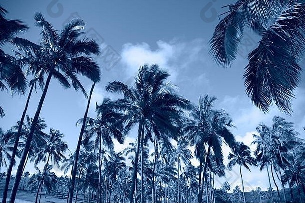 热带蓝色经典背景。复活节岛上的棕榈树。年度最佳颜色。Coy2020