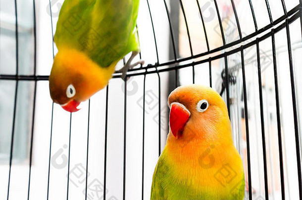 夫妇美丽的色彩斑斓的情侣鸟笼子里