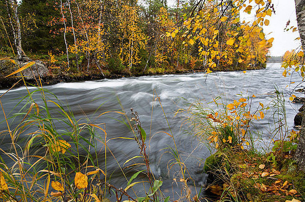 背景是湍急的河流和秋天的森林