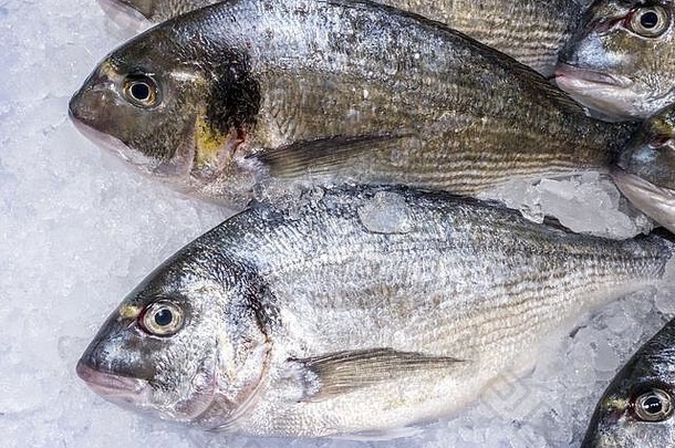冰店柜台上aurata的特写镜头。<strong>超市</strong>里陈列着新鲜的鲷鱼。在市场上卖冷冻<strong>海鲜</strong>。健康海洋食品饮食概念
