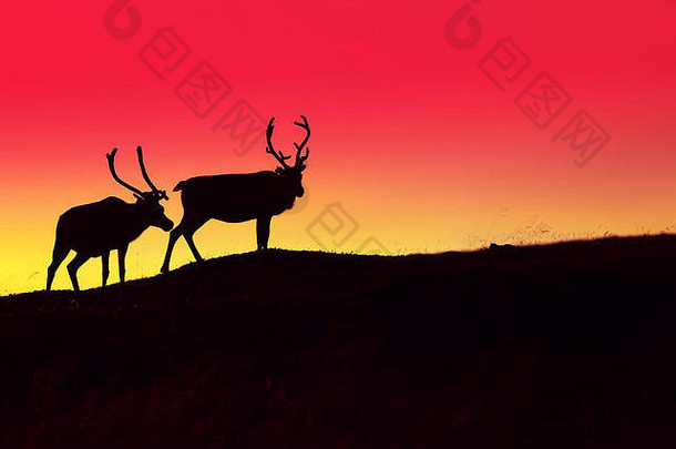 黑暗中燃烧的夕阳天空衬托出两头鹿的剪影