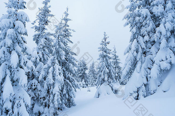 雪冬天很多雪森林雪地里树颜色爽肤水
