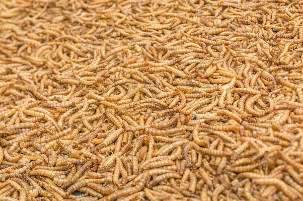 质量可食用的黄粉虫tenebrio莫利托厨房成分蛋白质丰富的可食用的昆虫可食用的错误昆虫食物食虫学超级食物