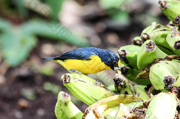 野生黄喉胡杨鸟，吃树上的香蕉