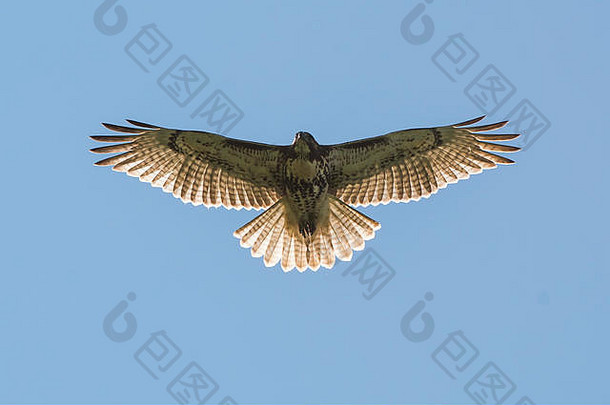 红尾鹰半空中飞行中蓝天背光，阳光透过羽毛展翅