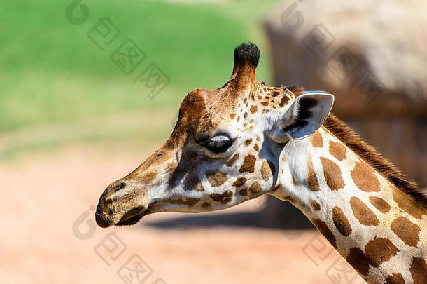 野生非洲长颈鹿头肖像