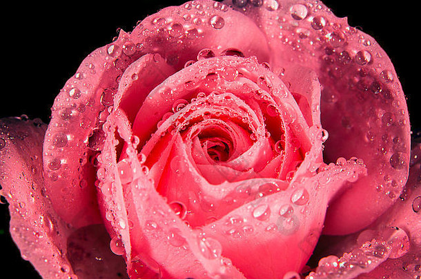 湿玫瑰