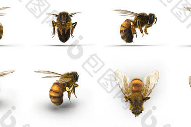 昆虫蜂蜜蜜蜂呈现集角白色插图