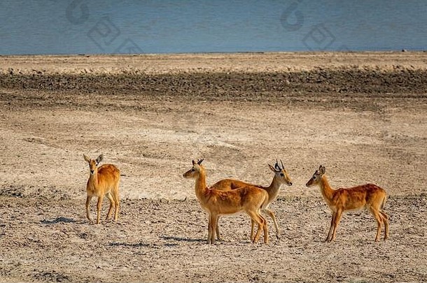 河流附近的一群普库羚羊，四处张望