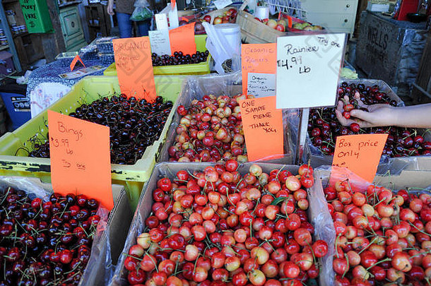 在美国俄勒冈州胡德山的水果摊上，一只手伸进一盒盒樱桃。