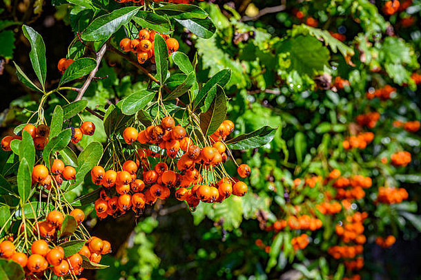 宏拍摄罗文灌木花楸属山楂成熟的橙色罗文浆果阳光