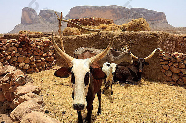 非洲牛牛农业hombori牲畜马里