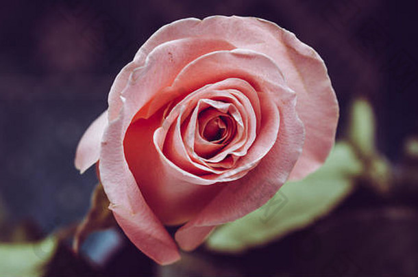 粉红玫瑰。粉色婚礼玫瑰色特写，在深色背景上独立拍摄。