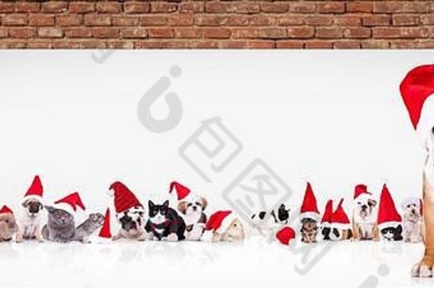 一只英国斗牛犬，戴着圣诞老人帽，在一块空白的大广告牌旁带领着一大群穿着圣诞服装的动物