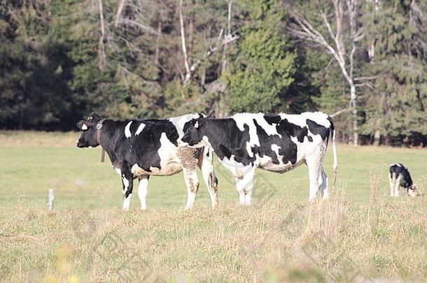 荷斯坦牛在初冬季节在牧场放牧。