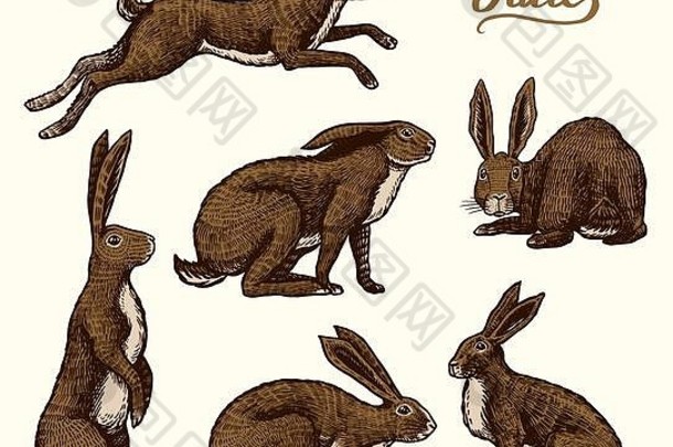 野兔已下山。兔子坐着跳着。森林兔子或康尼系列。手绘雕刻旧草图，用于T恤、纹身或标签或
