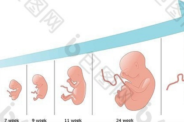 胎儿发展
