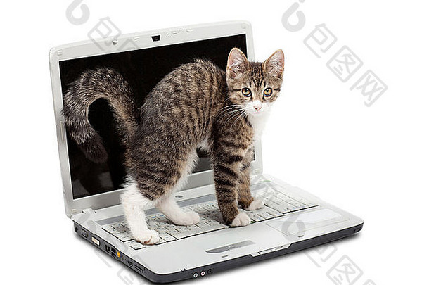 条纹小猫站在笔记本电脑上伸展身体