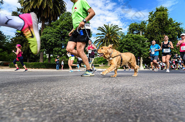 瓦伦西亚西班牙狗运行看守走比赛锻炼