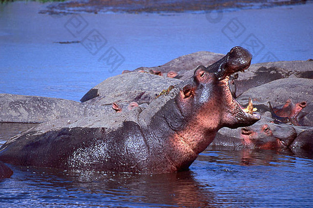 在坦桑尼亚的恩戈朗戈罗火山口，河马在一个小池塘里争<strong>抢</strong>空间