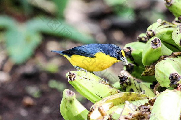 野生黄喉胡杨鸟，吃树上的香蕉