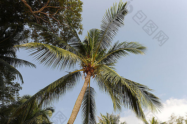 椰子棕榈sentosa岛新加坡