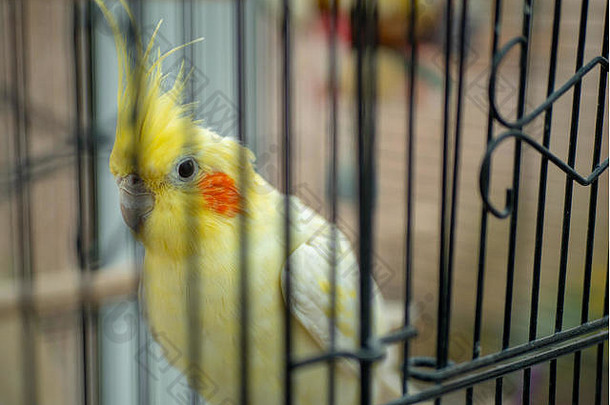 关在笼子里卢蒂诺黄色的澳洲鹦鹉凝视酒吧